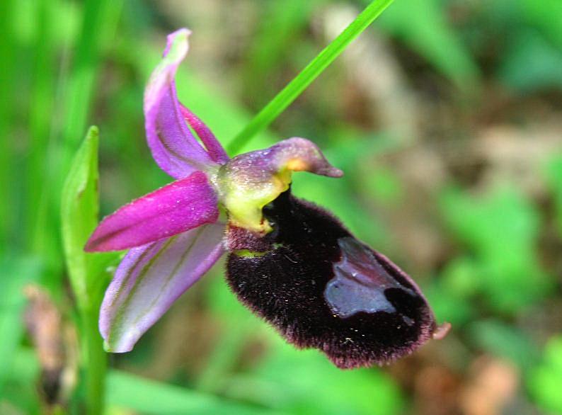Ophrys bertolonii subsp.benacensis